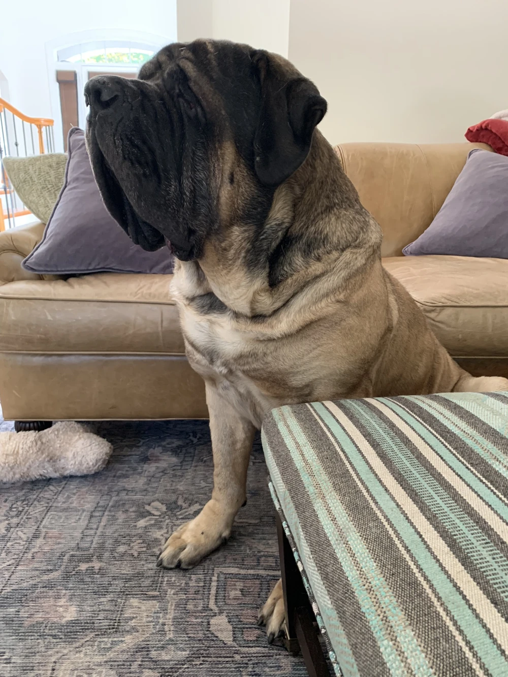 Biggie Jamz, a large fawn Mastiff with a broad black muzzle